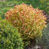 Tavoľník japonský Goldflame 1l/2l  Spiraea japonica goldflame