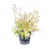 Tavoľník japonský Goldflame 1l/2l  Spiraea japonica goldflame