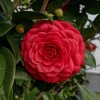 Kamélia japonská 30/40  Camellia japonica mix