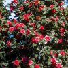 Kamélia japonská 30/40  Camellia japonica mix