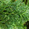 Cyprustek tupolisty Nana Gracilis kmen 1/4  Chamaecyparis obtusa Nana Gracilis