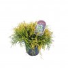 Cypruštek hrachonosný Filifera, výška 25/30 cm, v črepníku  Chamaecyparis pisifera Filifera