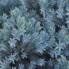 Borievka šupinatá Blue Star 20/25  Juniperus squamata Blue Star 20/25