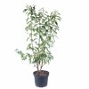 Vavrínovec portugalský Angustifolia, výška 40/50 cm, v črepníku  Prunus lusitanica angustifolia 40/50