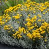 santolina k9  Santolina