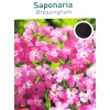 Trvalka Mydlica ružová C1  Saponaria