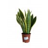 Sanseveria Superba (svokrin jazyk)  Sanseveria cylid