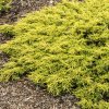 Borievka obyčajná Goldschatz 2l  Juniperus communis Goldschat