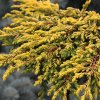 Borievka obyčajná Goldschatz 20/25  Juniperus communis Goldschat