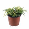 Borievka obyčajná Goldschatz 2l  Juniperus communis Goldschat