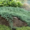 Borievka rozprestretá Wiltonii 20/25  Juniperus horizontalis Wiltonii