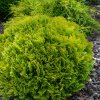 Tuja západná Mirjam 2l  Thuja occidentalis Mirjam 20/25 P17