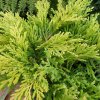 Borievka rozprestrená LIme glow 2l  Juniperus horizontalis Lime Glow