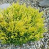 Borievka rozprestrená LIme glow 2l  Juniperus horizontalis Lime Glow