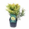 Borievka rozprestrená LIme glow 2l  Juniperus horizontalis Lime Glow