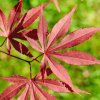 Javor dlaňolistý Atropurpureum 25/30cm P10  Acer palmatum Atropurpureum