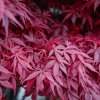 Javor dlaňolistý Atropurpureum 25/30cm P10  Acer palmatum Atropurpureum