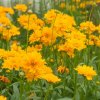 Trvalka Krásnoočko veľkokveté C1  Trvalka Coreopsis grandiflora