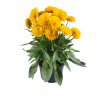 Trvalka Krásnoočko veľkokveté C1  Trvalka Coreopsis grandiflora