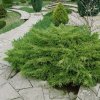 Borievka prostredná pfitzeriana 200+  Juniperus media pfitzeriana 200+