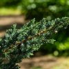 Borievka šupinatá  Mayeri 20/25  Juniperus squamata Mayeri 20/25 P17
