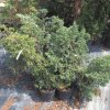 Borievka šupinatá  Mayeri 20/25  Juniperus squamata Mayeri 20/25 P17