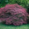 Javor dlaňolistý Garnet 40/60cm  Acer palmatum Garnet