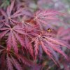 Javor dlaňolistý Garnet 40/60cm  Acer palmatum Garnet