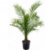 Ďatľovník kanársky 80cm+, 2,5l  Phoenix canariensis