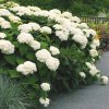 Hortenzia stromovita Annabelle 30/40  2l  Hydrangea a. Annabele