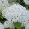 Hortenzia stromovita Annabelle 30/40  2l  Hydrangea a. Annabele