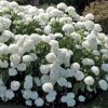 Hortenzia stromovita Annabelle 30/40  2l  Hydrangea a. Annabele