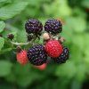 Malina Bristol, čierna, v črepníku 1l  Rubus Bristol