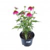 Trvalka Echinacea cyklamen C1  Echinacea