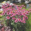 Trvalka Echinacea cyklamen C1  Echinacea