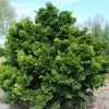 Cyprustek tupolistý Nana Gracilis 3l  Chamaecyparis obtusa nana gracilis