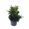Cypruštek tupolistý Nana Gracilis 15/20  Chamaecyparis obtusa nana gracilis