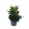 Cyprustek tupolistý Nana Gracilis 3l  Chamaecyparis obtusa nana gracilis