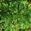 Cyprustek tupolistý Nana Gracilis 3l  Chamaecyparis obtusa nana gracilis