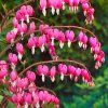 Trvalka Srdcovka Gold Heart ruzova 1,5l  Trvalka Dicentra