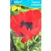 Trvalka Vlčí mak C1  Papaver