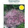 Gypsomilka k9  Gypsophila