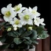 Čemerica čierna ´Christmas Carol´, v črepníku K9  Helleborus Christmas Carol