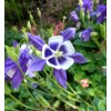 Trvalka Orlíček obyčajný k9  Aquilegia vulgaris