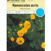 Trvalka Iskerník k9  Ranunculus