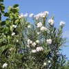 Oleander obycajný clt3 40/60cm  Nerium oleander