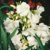Oleander obycajný clt3 40/60cm  Nerium oleander