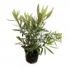 Oleander obycajný clt3 40/60cm  Nerium oleander