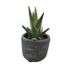 Haworthia+aloe mix