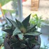 Haworthia+aloe mix
